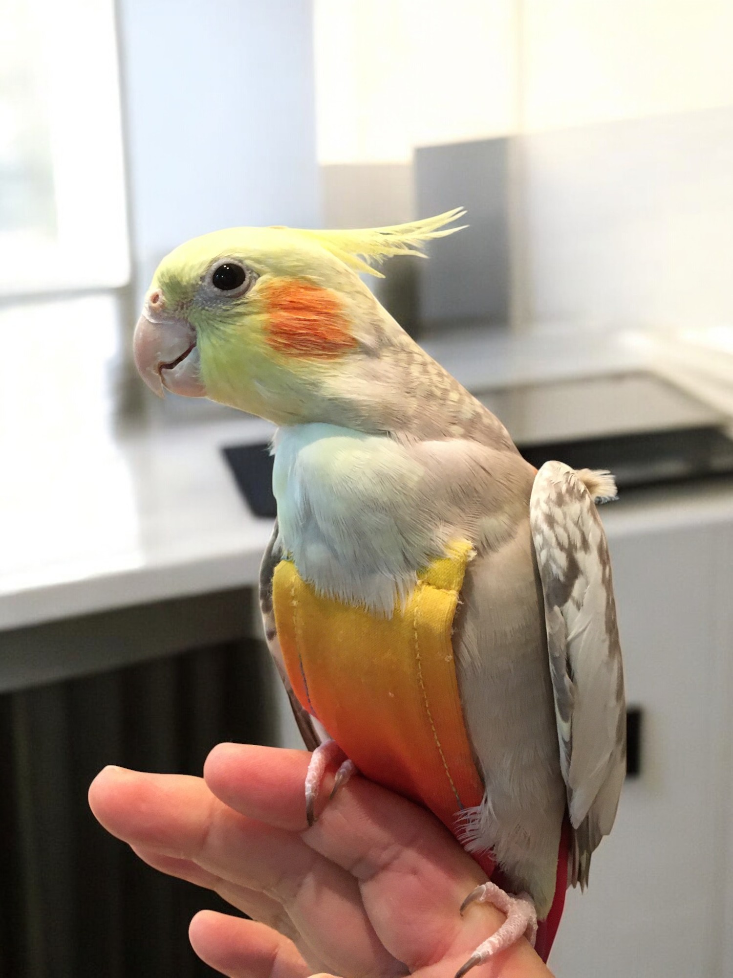 フライトスーツに慣れてきたオカメインコの表情