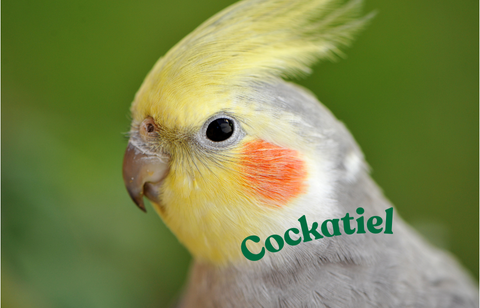 Cockatiel（オカメインコ）