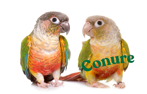 Conure（ウロコインコ）