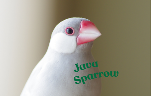 Java sparrow（文鳥）