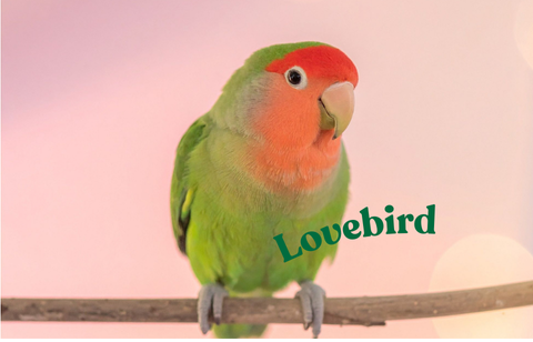 Lovebird（コザクラインコ）
