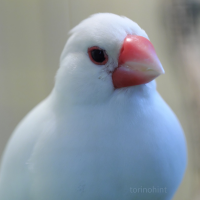 文鳥