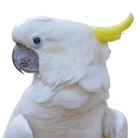 大型インコ