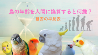 鳥の年齢を人間に換算すると何歳？