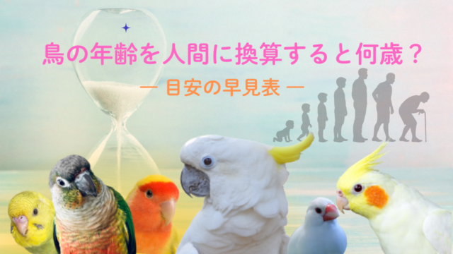鳥の年齢を人間に換算すると何歳？